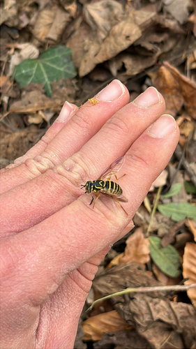 Unknown species found near Cunningham Falls Park Rd, Thurmont, MD, US