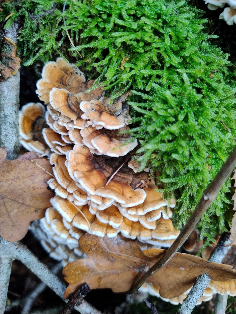 Plicatura crispa · December 2025 · photo: © larswillighagen (iNaturalist, cc0)