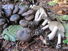 Lyophyllum loricatum