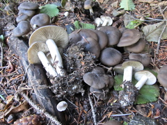 Lyophyllum loricatum