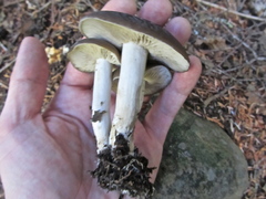 Lyophyllum loricatum