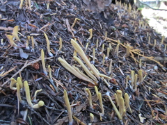 Clavariadelphus sachalinensis