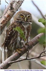 Glaucidium nana