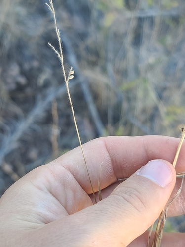 Arizona signalgrass (Urochloa arizonica)