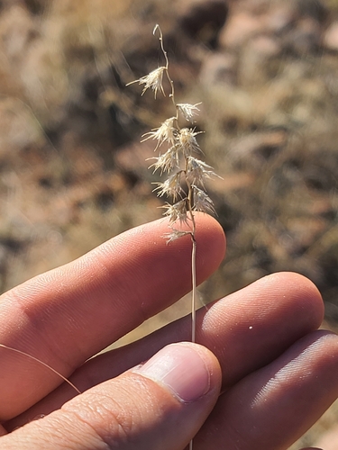 Santa Rita Mountain Grama (Bouteloua eludens)