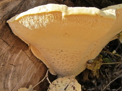 Spongipellis spumeus