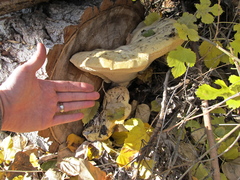 Spongipellis spumeus