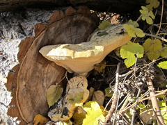 Spongipellis spumeus