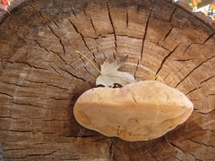 Spongipellis spumeus