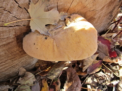 Spongipellis spumeus