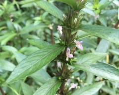 Hygrophila costata