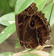 Morpho helenor montezuma