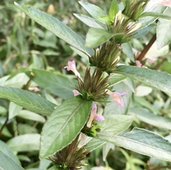 Hygrophila costata