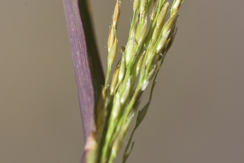 Digitaria insularis iNat (2)