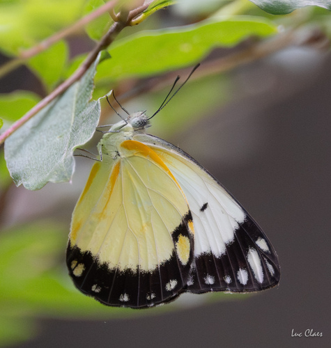 African Caper