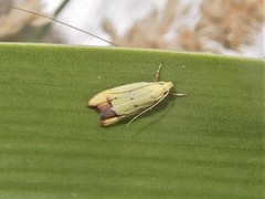 Gymnobathra flavidella