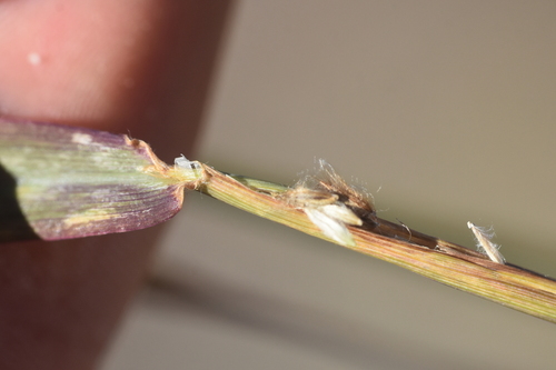 Digitaria insularis