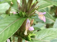 Hygrophila costata