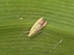 Gymnobathra flavidella