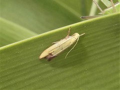 Gymnobathra flavidella