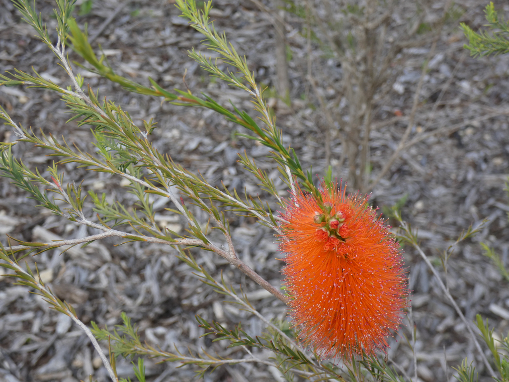 Melaleuca lateritia; photograph author not stated, no rights reserved