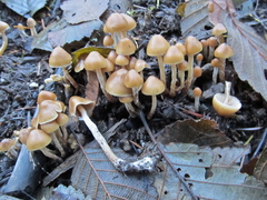 Psilocybe pelliculosa