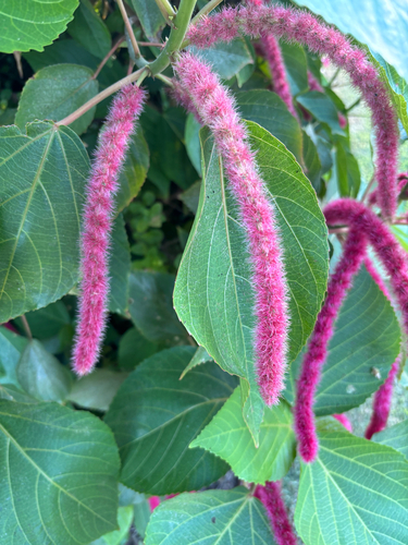 Acalypha hispida observed 2025-12-03
