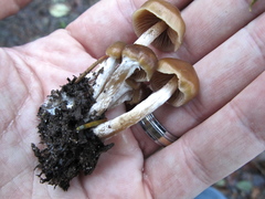 Psilocybe pelliculosa