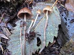 Psilocybe pelliculosa