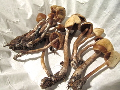 Psilocybe pelliculosa