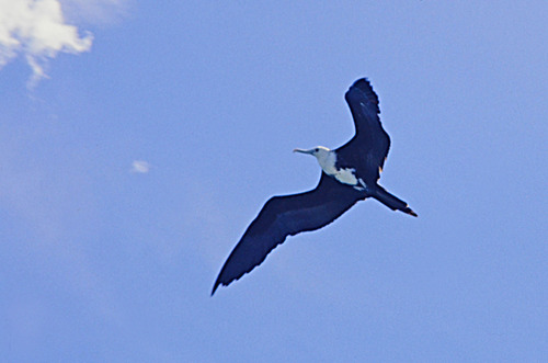 Cayo Hicacos