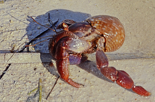 Cayo Matiitas