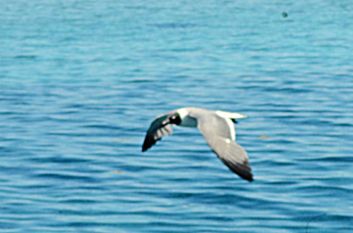 Cayo Matías