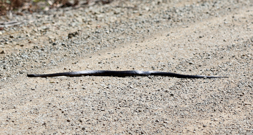 Tiger Snake sighting