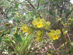 Cyrtopodium flavum