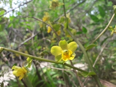 Cyrtopodium flavum
