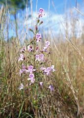 Dicerandra linearifolia robustior