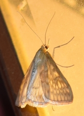 Sitochroa chortalis