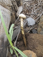 Battarreoides diguetii