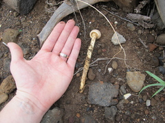 Battarreoides diguetii