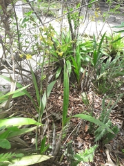 Cyrtopodium flavum