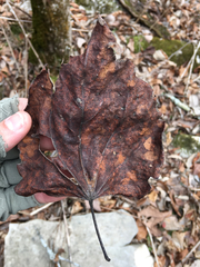 Dioscorea villosa