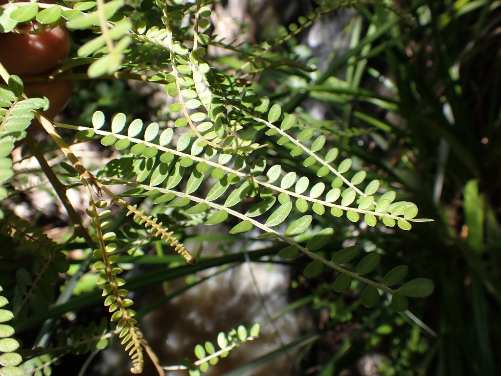 Sophora chathamica × microphylla