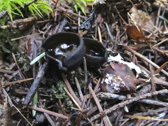 Pseudoplectania melaena