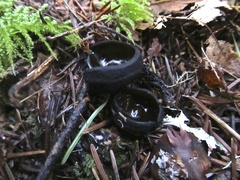 Pseudoplectania melaena