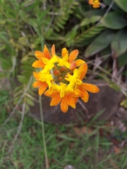 Epidendrum fulgens