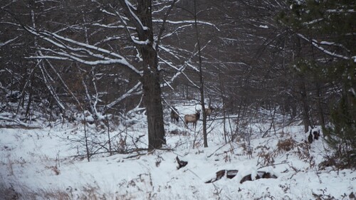 Elk photographed in Michigan