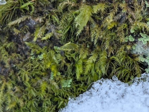Beautiful Branch Moss (Callicladium haldaneanum)