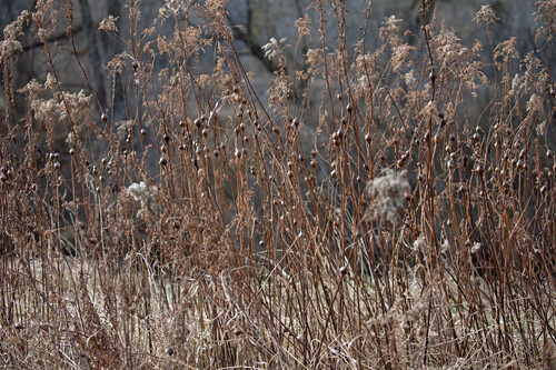 Unknown species found near Pittsford, VT 05763, USA