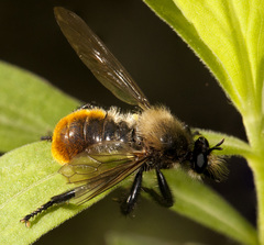 Laphria janus